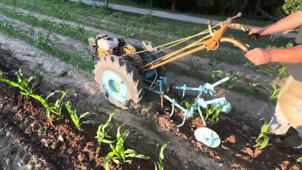 David Bradley walk behind tractor cultivating corn.