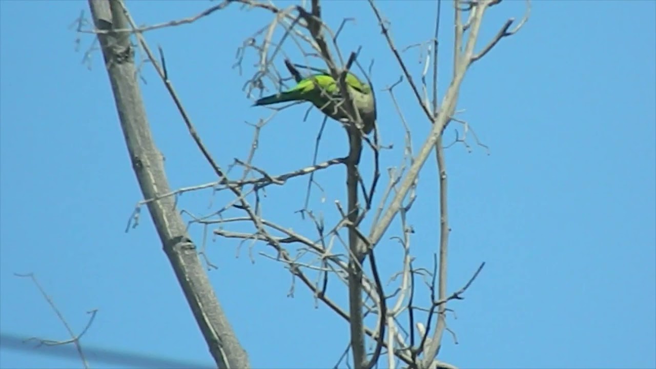 Cotorra Argentina O Perico Monje (Myiopsitta monachus)