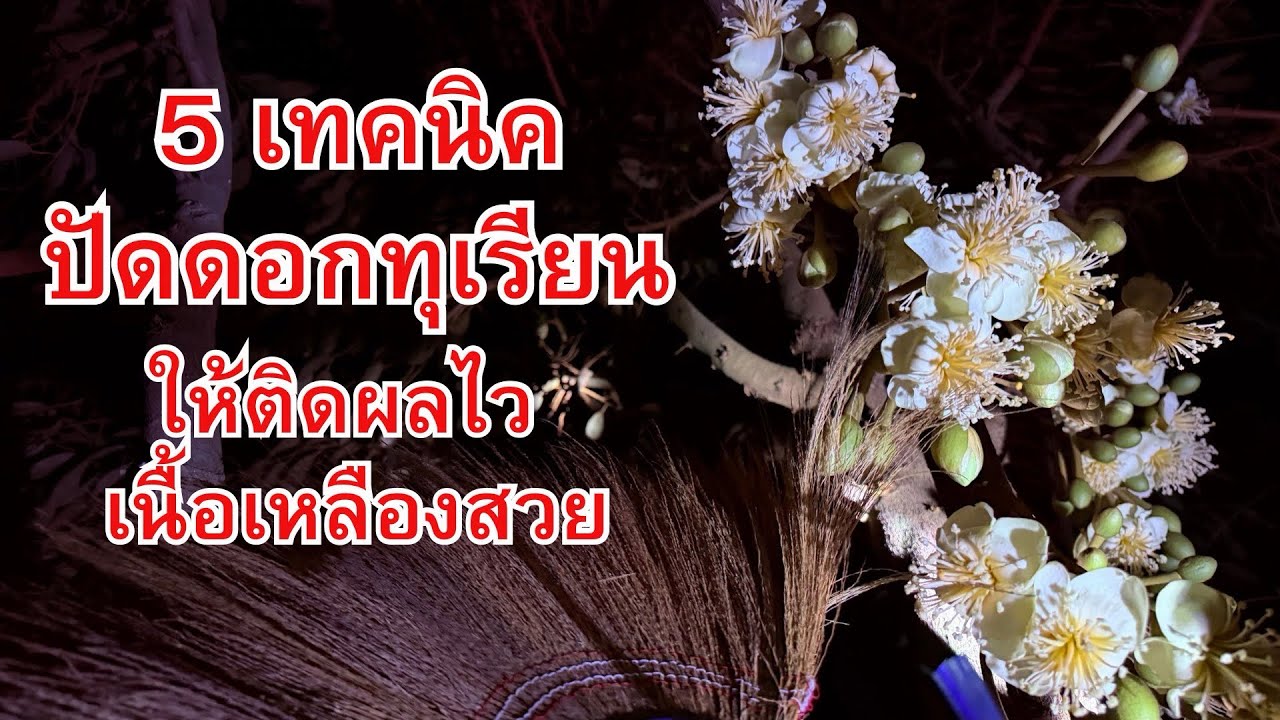 5 เทคนิคปัดดอกทุเรียน ให้ติดผลไว เนื้อเหลืองสวย