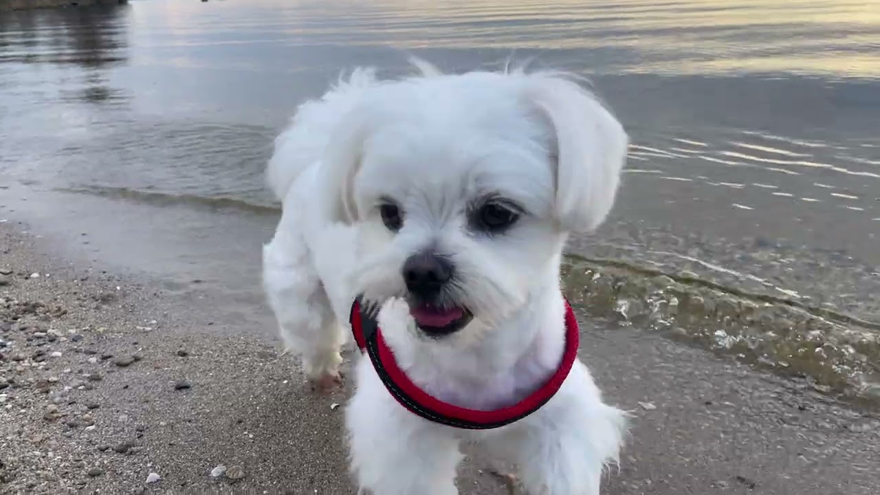 MALTESE PUPPIES: A day at the beach