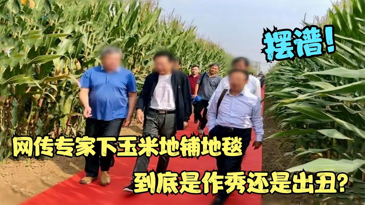 专家脚踩地毯考察惹争议，官方回应为安全，啥时候种地成高危职业【多米侃剧】