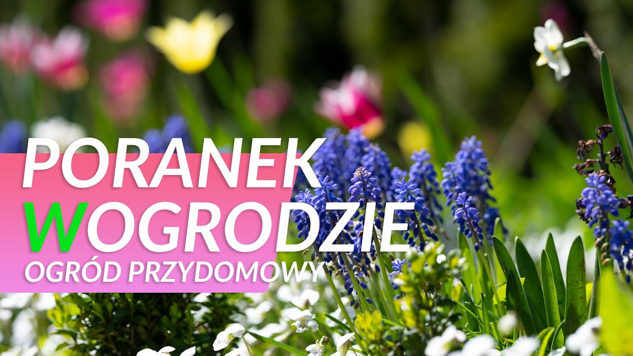 Ogród przydomowy - Wiosna w ogrodzie - Poranek w ogrodzie - odc. 2