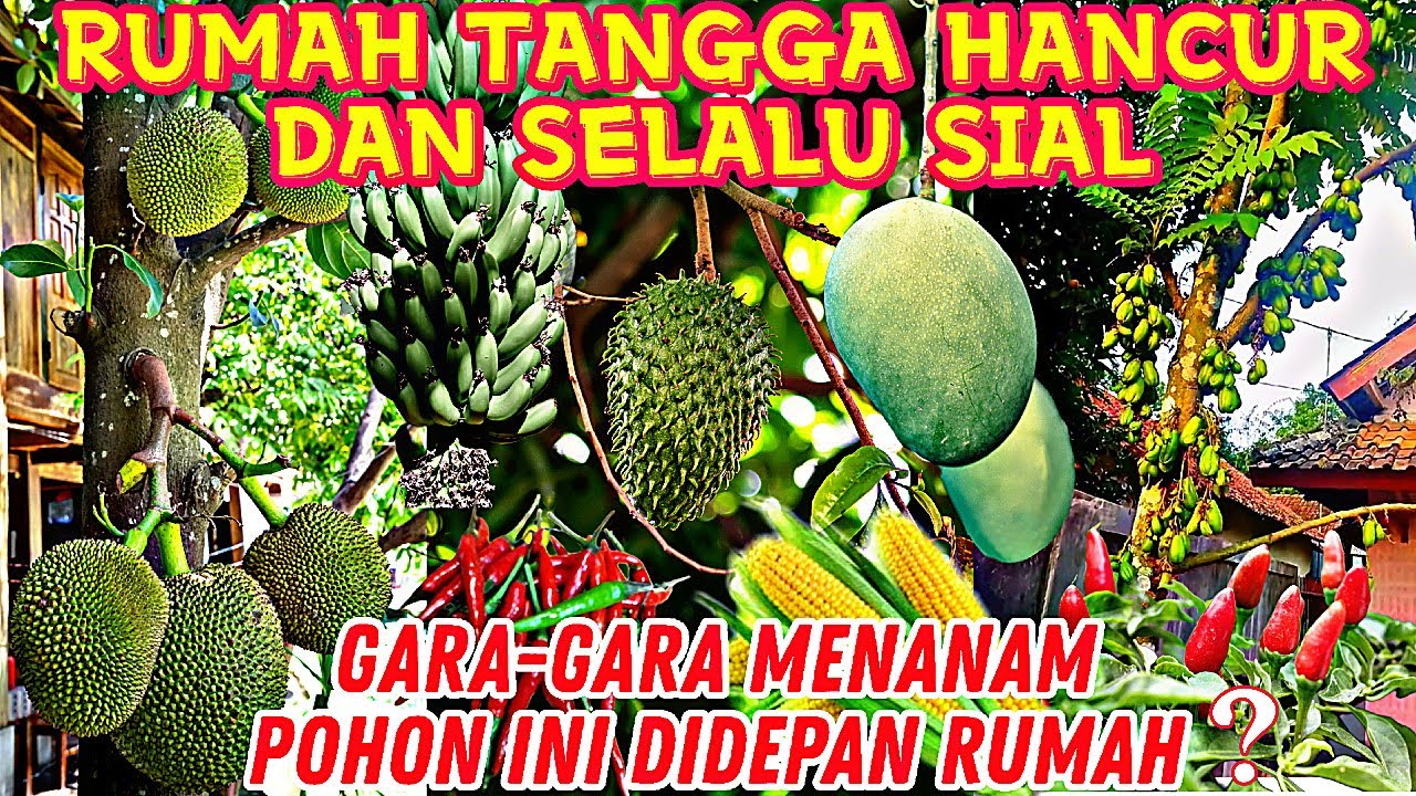 8 Pohon atau Tanaman yang Dilarang Ditanam di Depan Rumah, Mitos atau Fakta ?