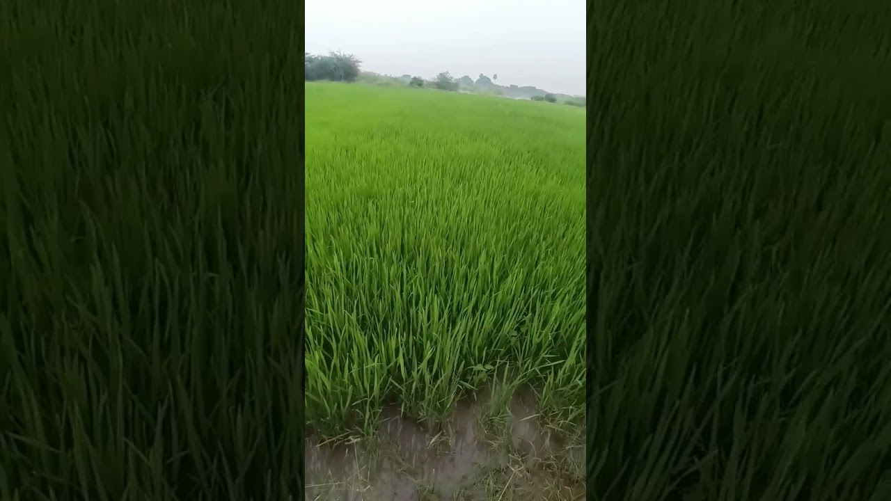 அதிக  விளைச்சல் எடுக்க  டிப்ஸ்