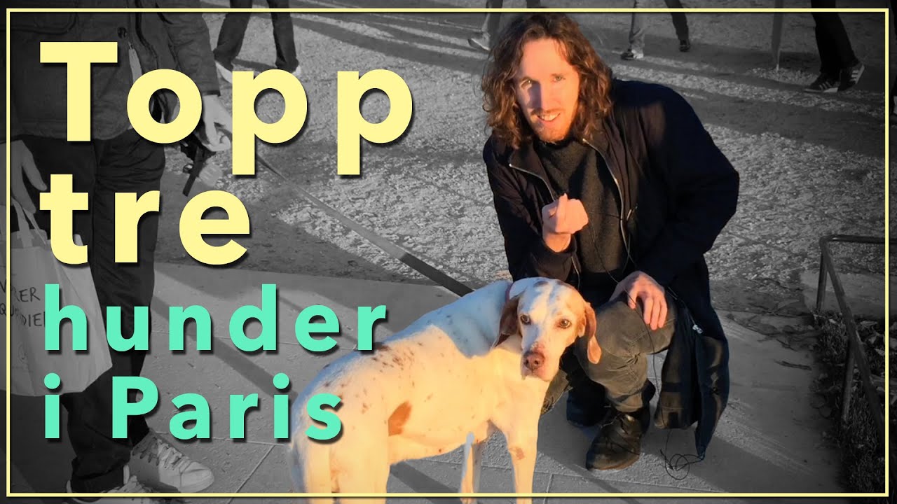 Top 3 Dogs in Paris!