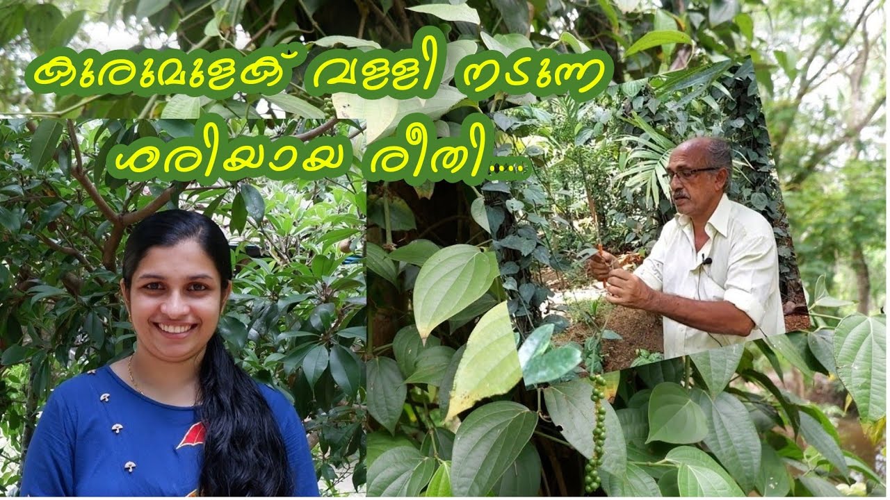 കുരുമുളക് വള്ളി/തണ്ട് നടുന്ന വ്യത്യസ്ത രീതി||Black pepper vines/thandu planting method.