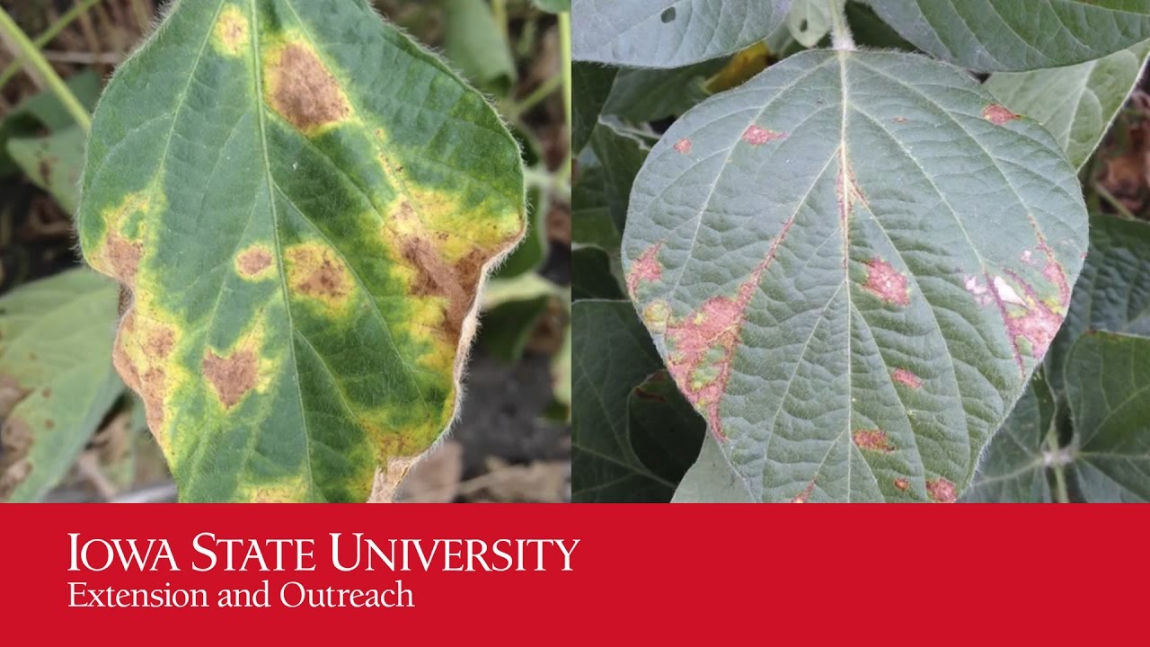 Soybean Vein Necrosis Virus Research