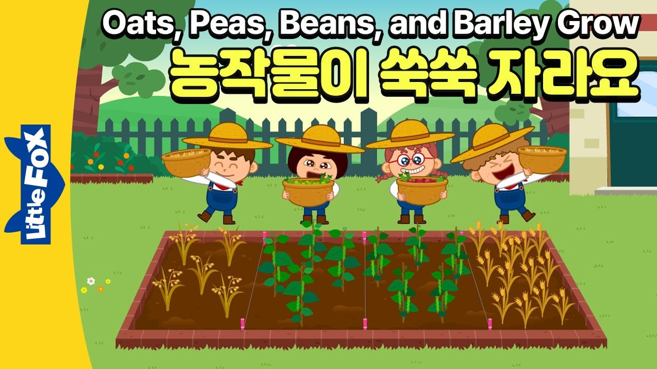밀과 보리가 자라요! | 너서리라임 | 리틀팍스 영어동요 | Oat Peas Beans and Barley Grow | 귀리, 완두콩, 강낭콩, 보리가 자라요
