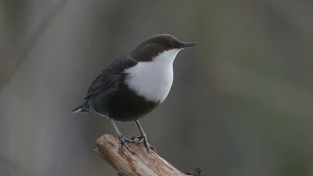 WHITE-THROATED DIPPER, Koskikara, Cinclus cinclus, Finland