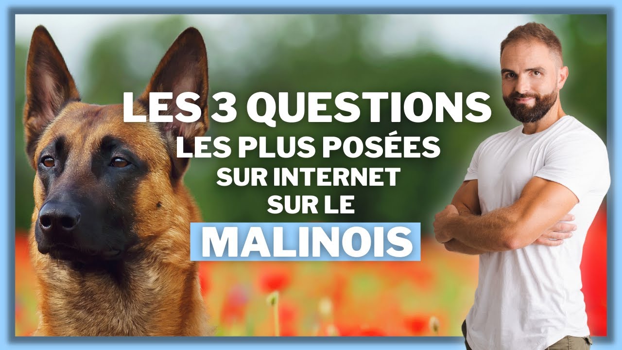 Les 3 questions les plus pos&eacute;es sur internet sur le Malinois !