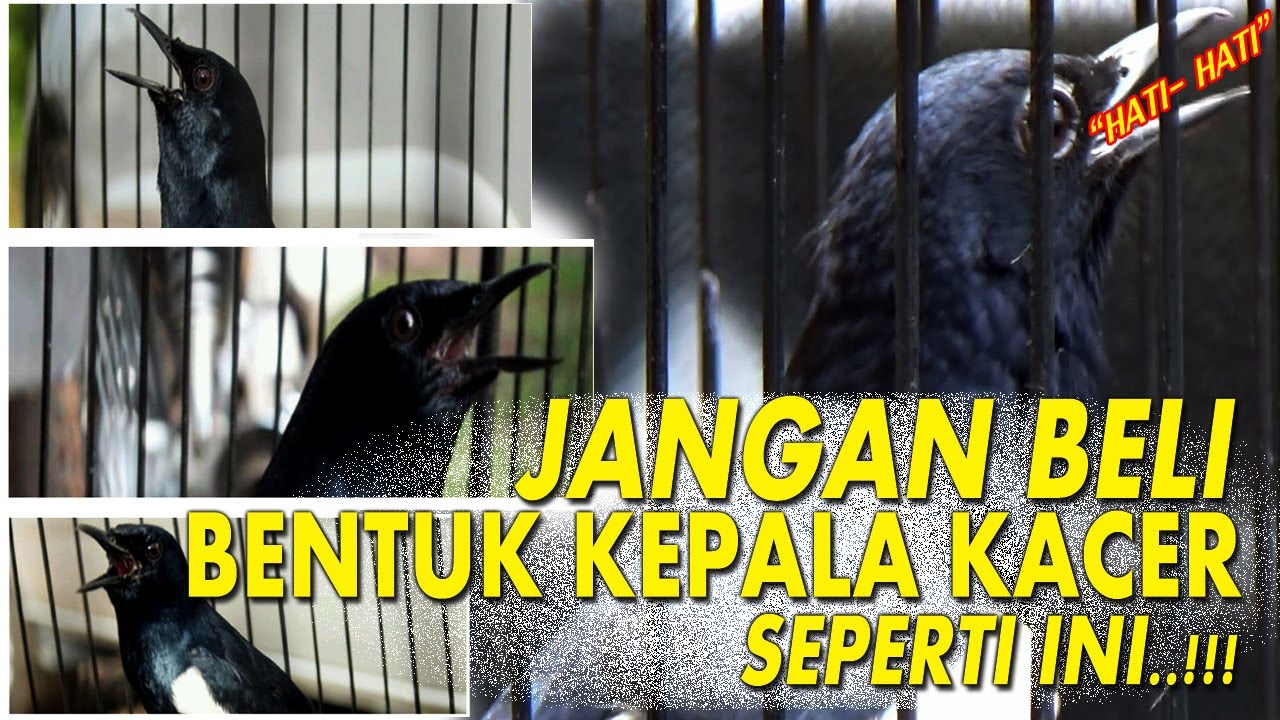 JANGAN BELI KACER SEPERTI INI | BENTUK KEPALA KACER YANG BAGUS | DR KACER