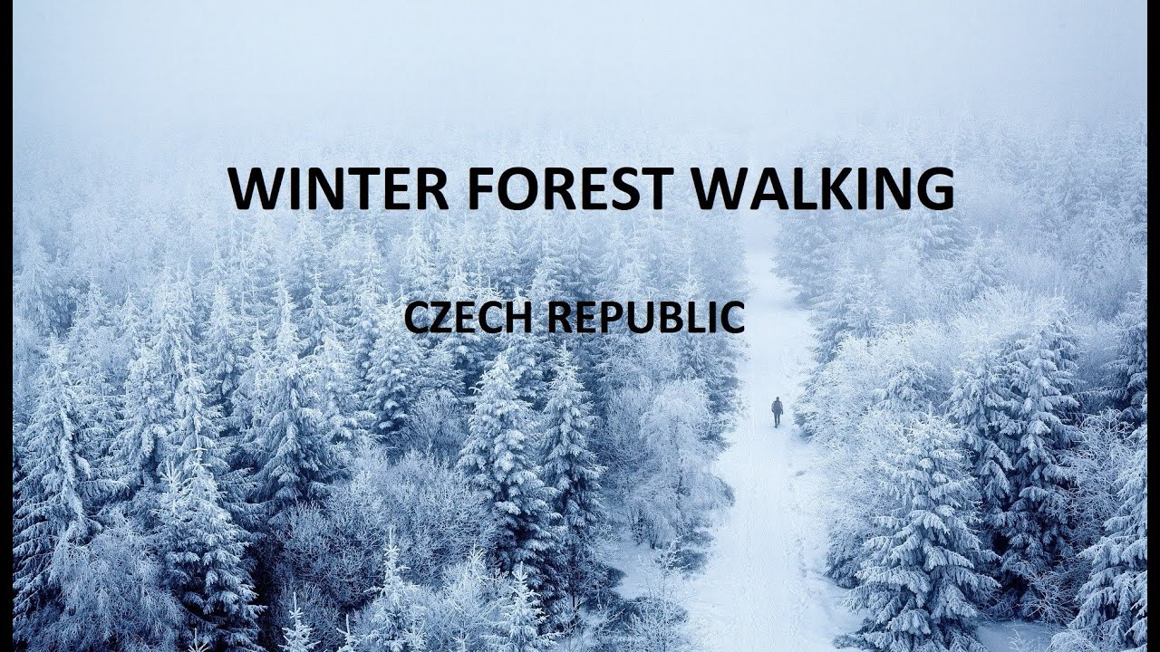 WINTER FOREST WALKING IN SNOW IN CZECH REPUBLIC