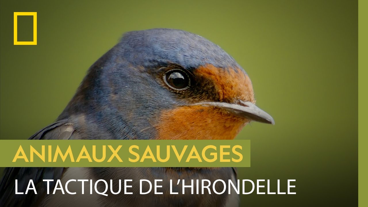 Cette hirondelle se nourrit gr&acirc;ce aux &eacute;l&eacute;phants