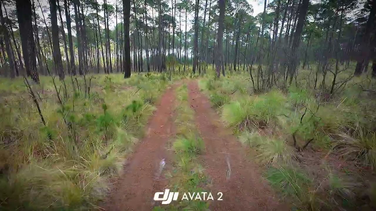 Freestyle into the woods