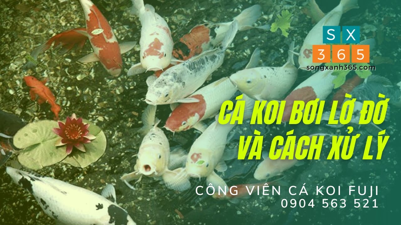 Cá Koi bơi lờ đờ và cách xử lý - koi fish swimming sluggishly and how to handle 0904 563 521