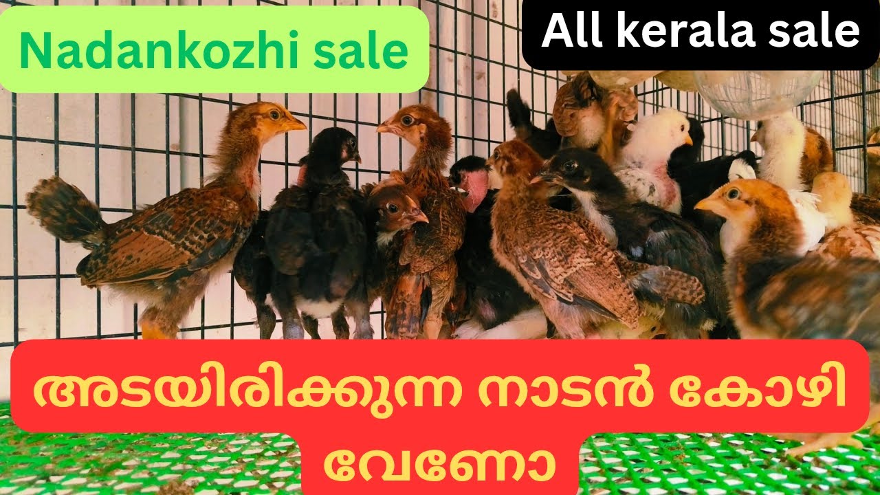 Nadankozhi valarthal || അടയിരിക്കുന്ന കോഴിയെ വാങ്ങിക്കാൻ ആഗ്രഹിക്കുവർ ആണോ നിങ്ങൾ, ഞങ്ങൾ തരാം 🥰🥰