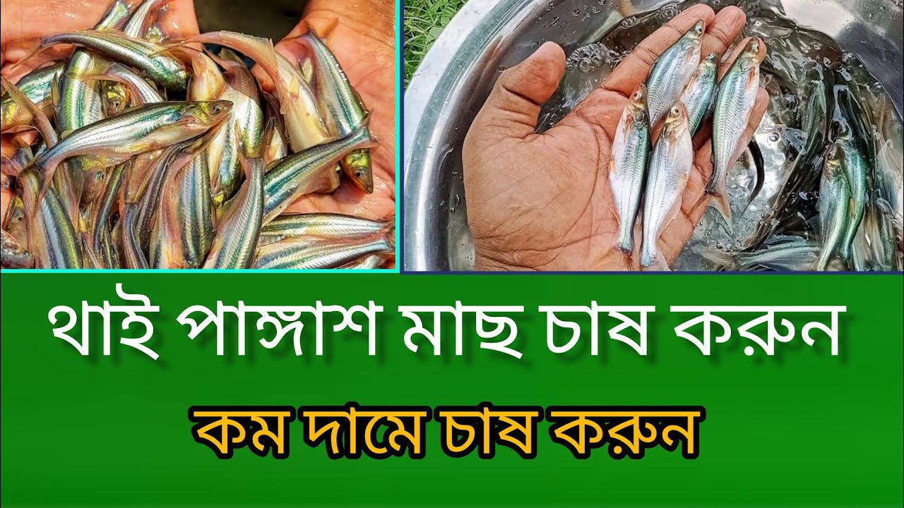 থাই পাঙ্গাশ মাছ চাষ করুন  কম দামে মোবাইল ✆ 01301271636