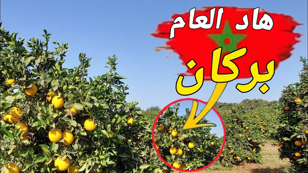 انتاج البرتقال هاد العام 🇲🇦 داخل ضيعة فلاحية ببركان