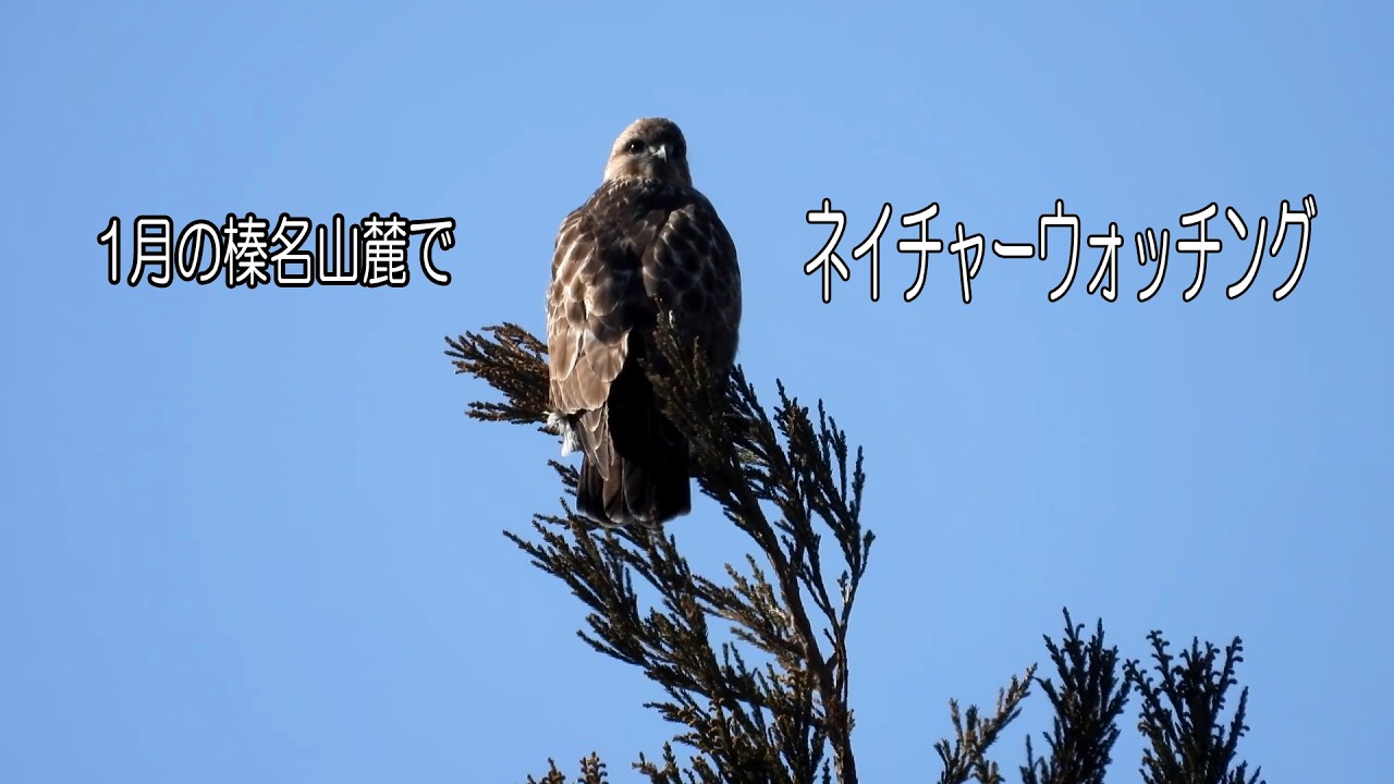 1月の榛名山麓でネイチャーウォッチング