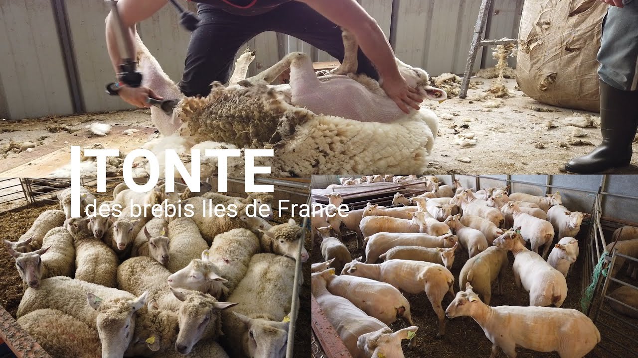 TONTE des brebis Iles de France