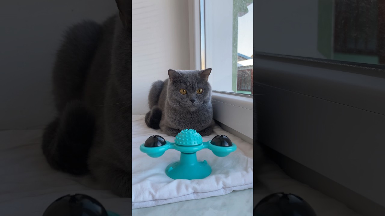 Моя задумлива Вілана 😺 #shorts