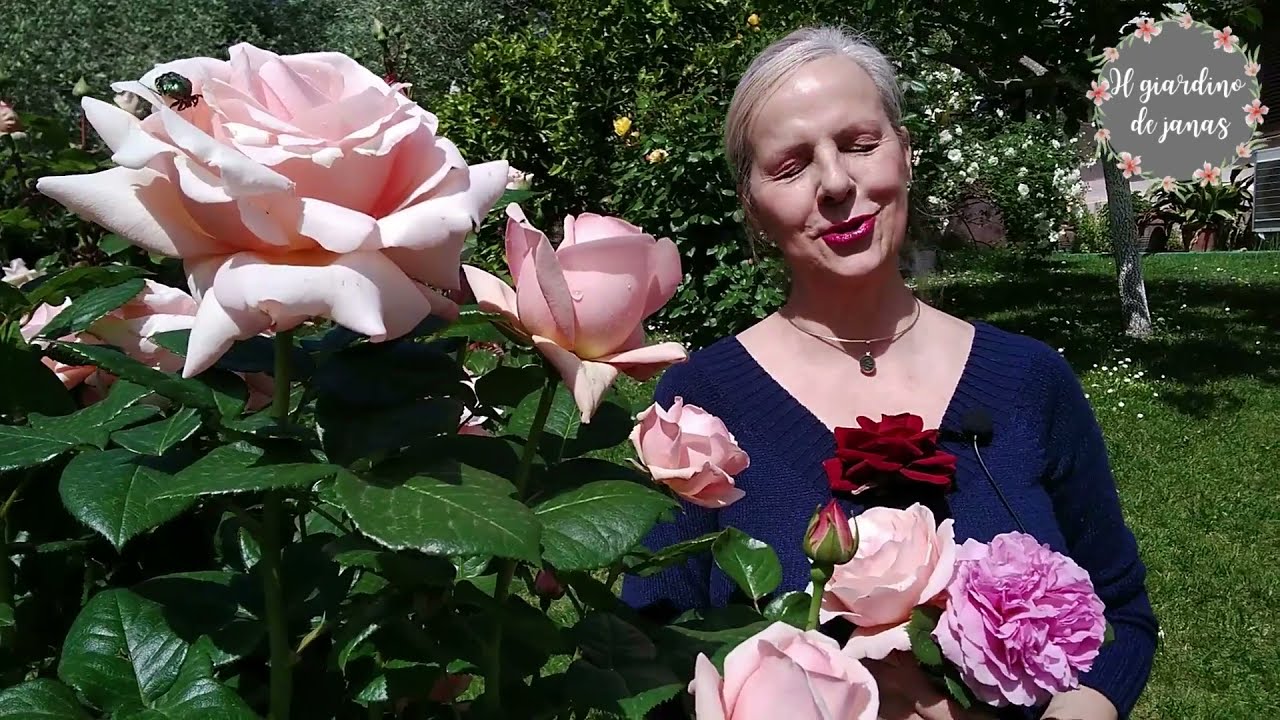 Le Rose