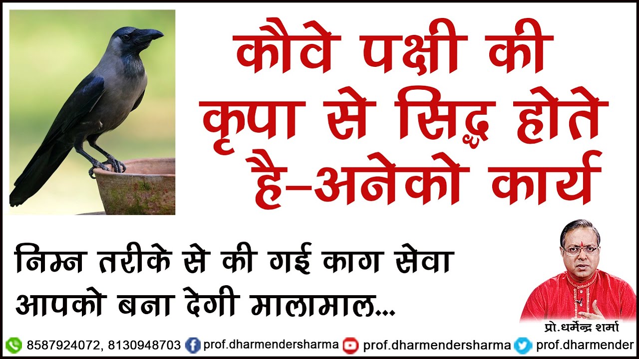 कौवे पक्षी की कृपा से होते है अनेको कार्य सिद्ध -प्रो .धर्मेन्द्र शर्मा ......