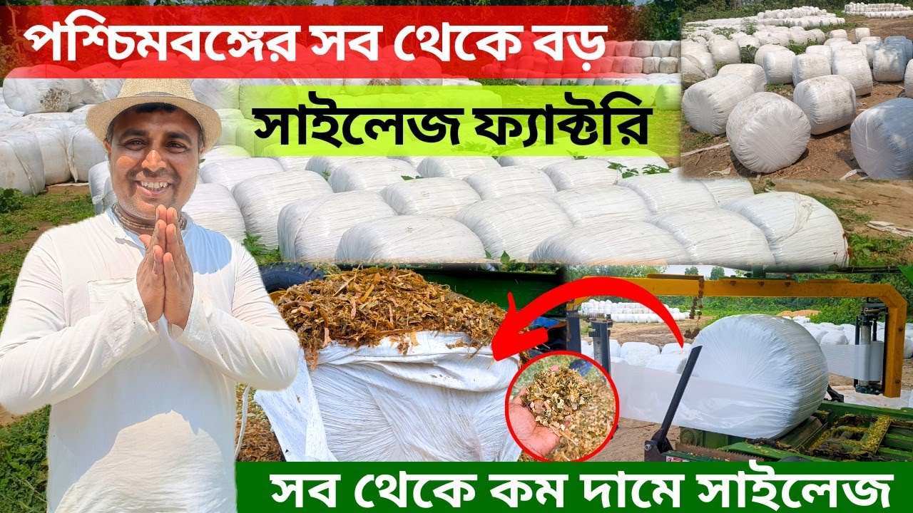 পশ্চিমবঙ্গের সব থেকে বড় সাইলেজ ফ্যাক্টরি। যেখান থেকে সব থেকে কম দামে সাইলেজ কিনতে পারবেন।