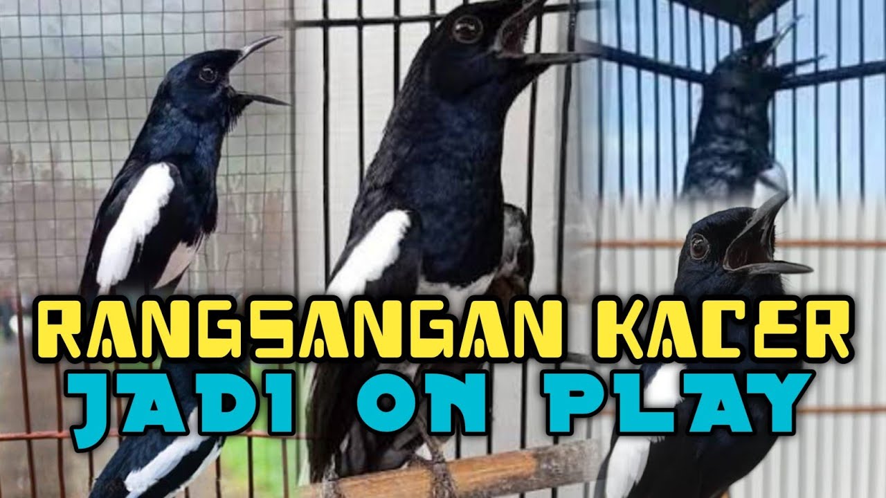 Pancingan Kacer Agar Emosi Langsung Buka Ekor