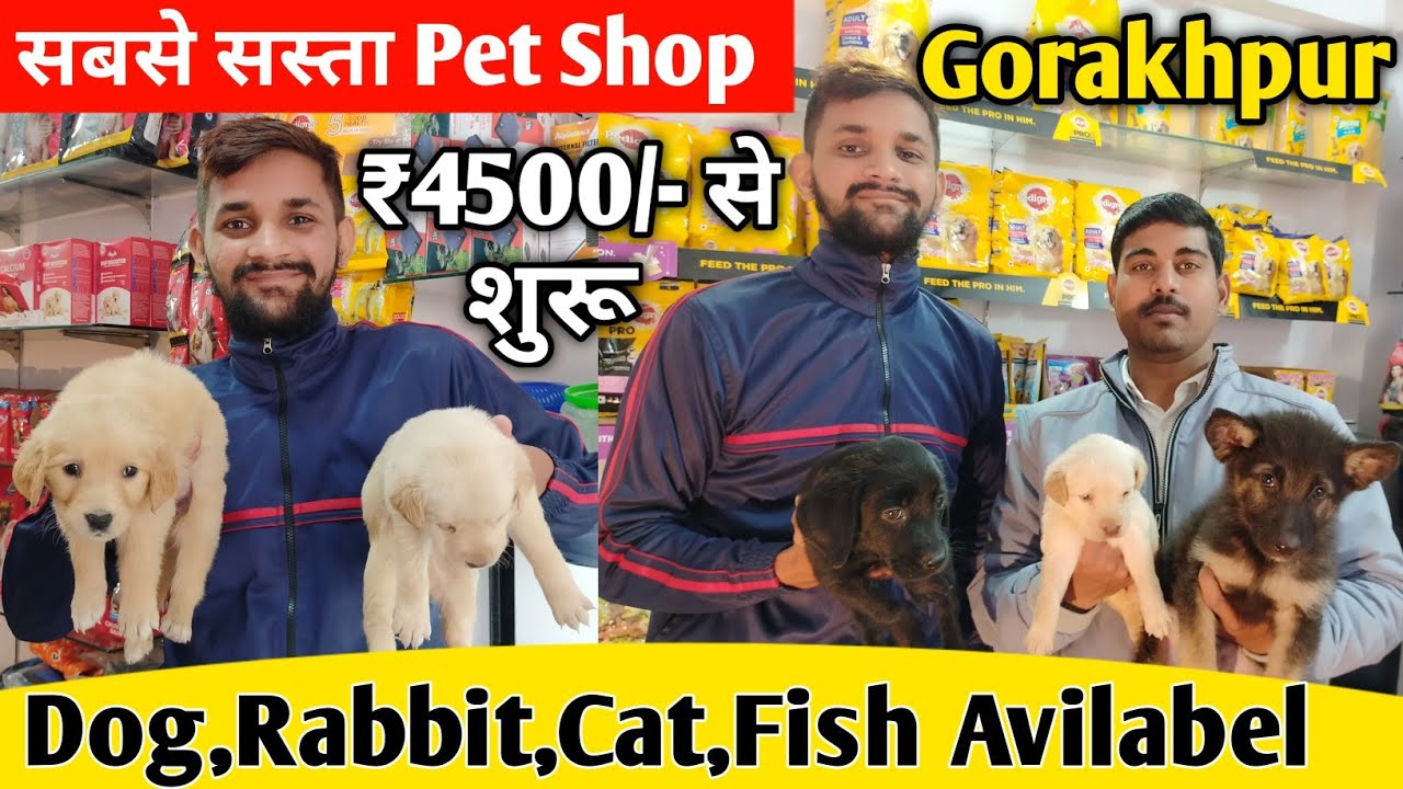 Asif Pet Shop Gorakhpur || Gorakhapur Pet Shop ||Gorakhpur Market|| Cheapest Dog Pet Shop Gorakhpur