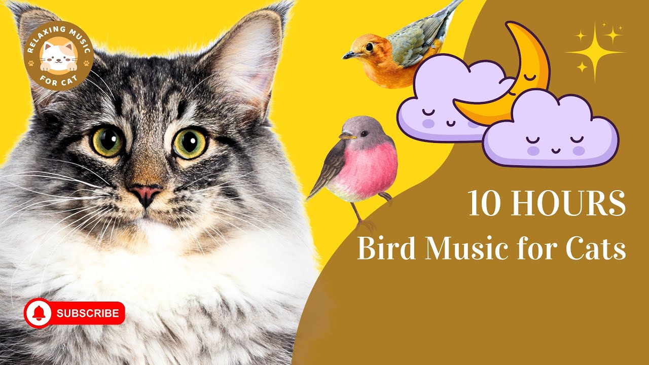 Bird Music for Cats 10 Hours 🐦 Relaxing Music for Cat