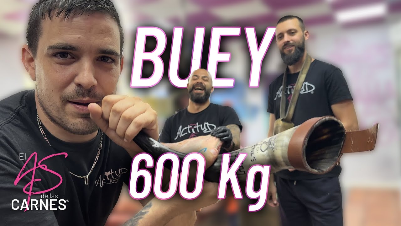 💥 BUEY ANGUS 600Kg 💥 #streetbutchershop