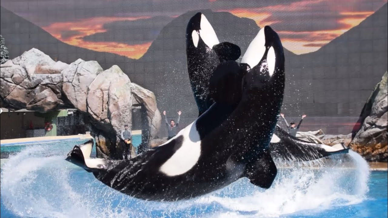 Full orca encounter show at Seaworld San Diego October 26, 2024 at 12 PM