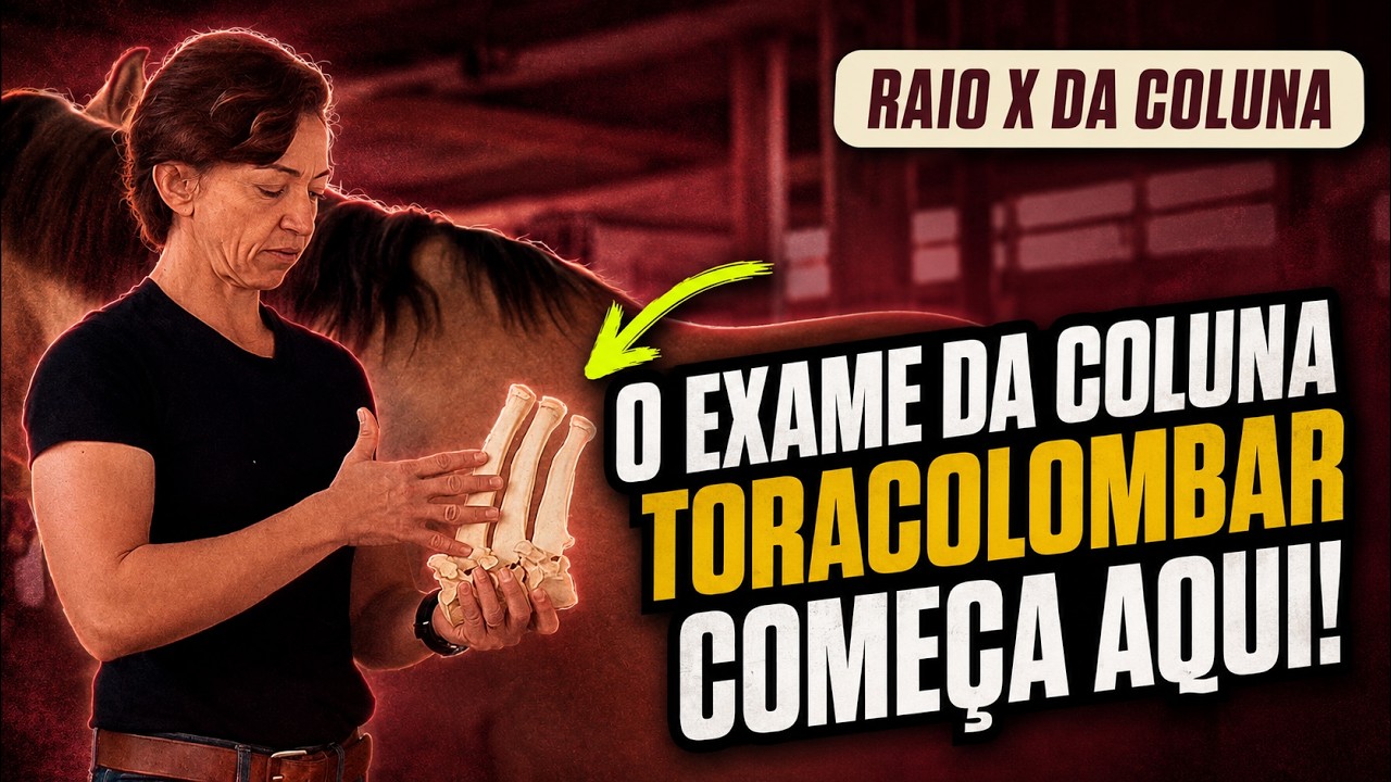 Aprenda a se localizar na coluna toracolombar do cavalo com uma técnica rápida e fácil!