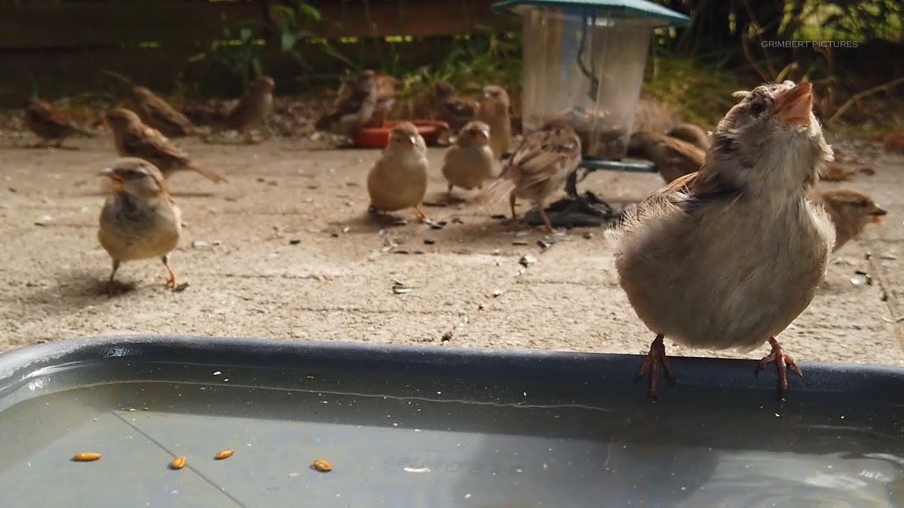 Funny sparrow close up
