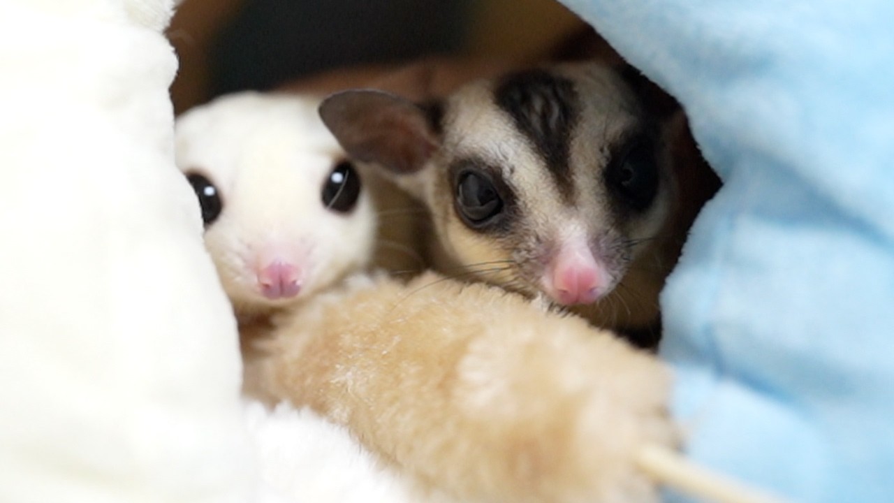 猫じゃらしの違いを教えて頂けませんか？