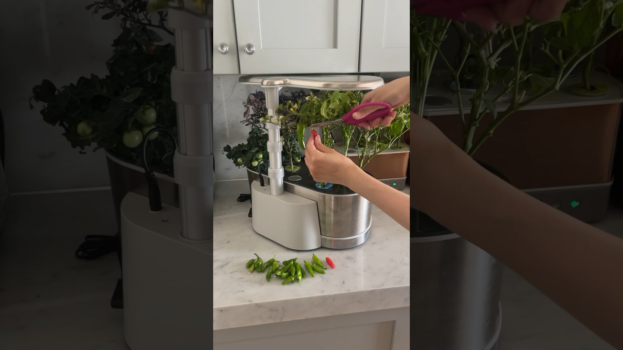 Harvesting shishito peppers in my indoor hydroponic garden #gardenasmr  #aerogarden #peppers