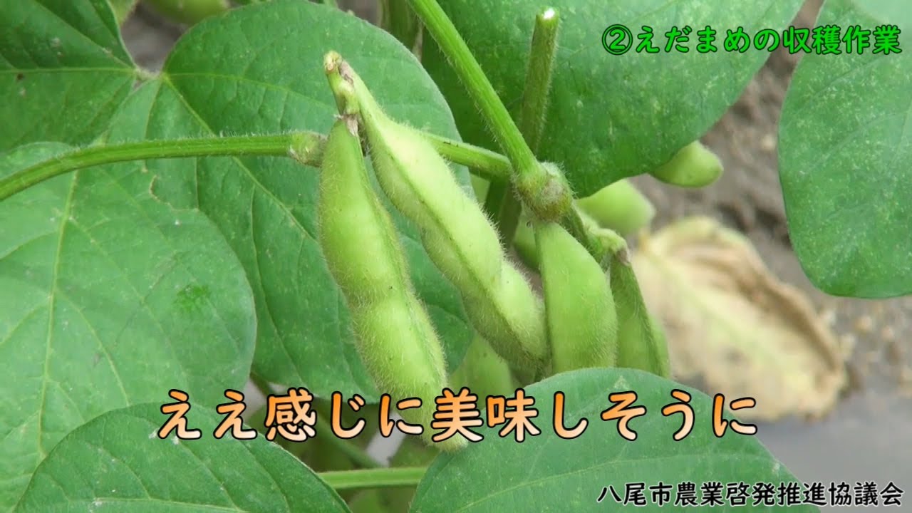 八尾えだまめＰＲ動画　～収穫から出荷まで～