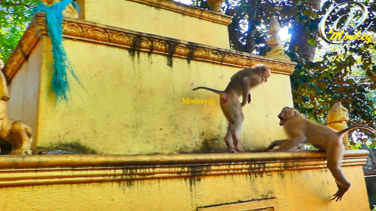 OMG..! Moka monkey is very big ang😱ry with the monkey Rocky.