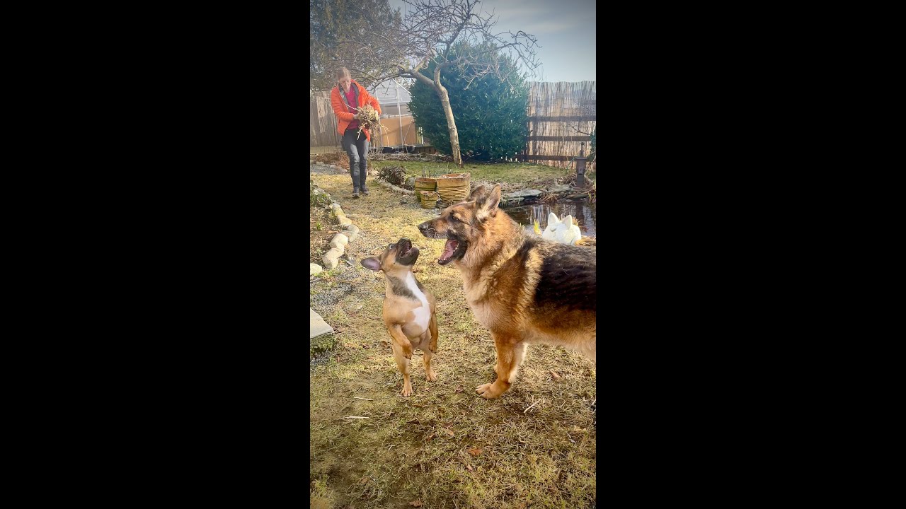 French bulldog puppy 5 months old full of energy