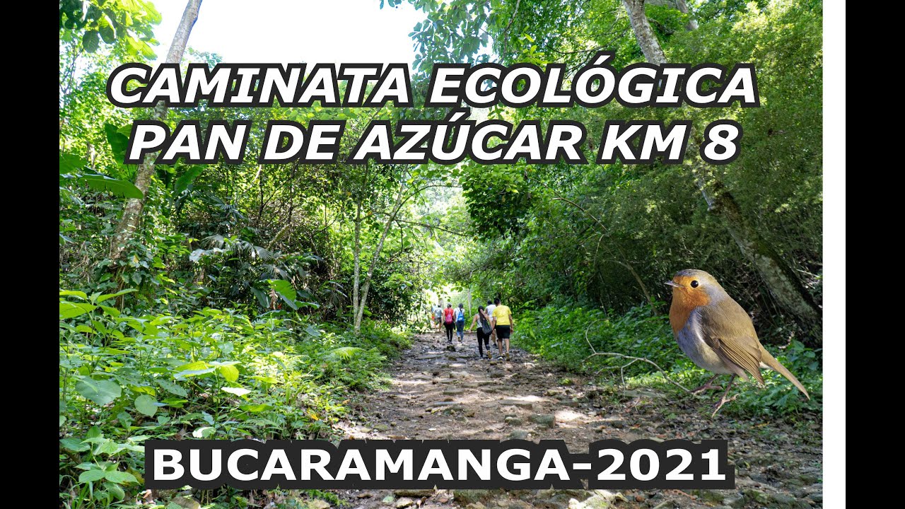 CAMINATA AL KM 8/5 POR EL SECTOR DE PAN DE AZÚCAR. BUCARAMANGA SANTANDER.