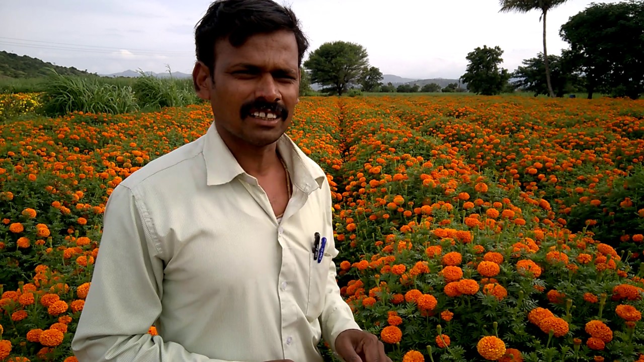 Soil Charger technology on marigold  Flower s quality and quantity
