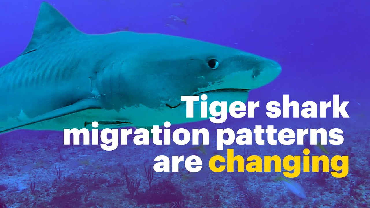 Sharks Are Showing Up Earlier—and Staying Longer