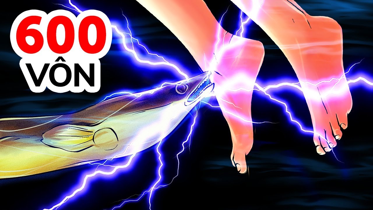 Cách Lươn Điện Phóng Điện Trong Nước Mà Vẫn Không Bị Giật