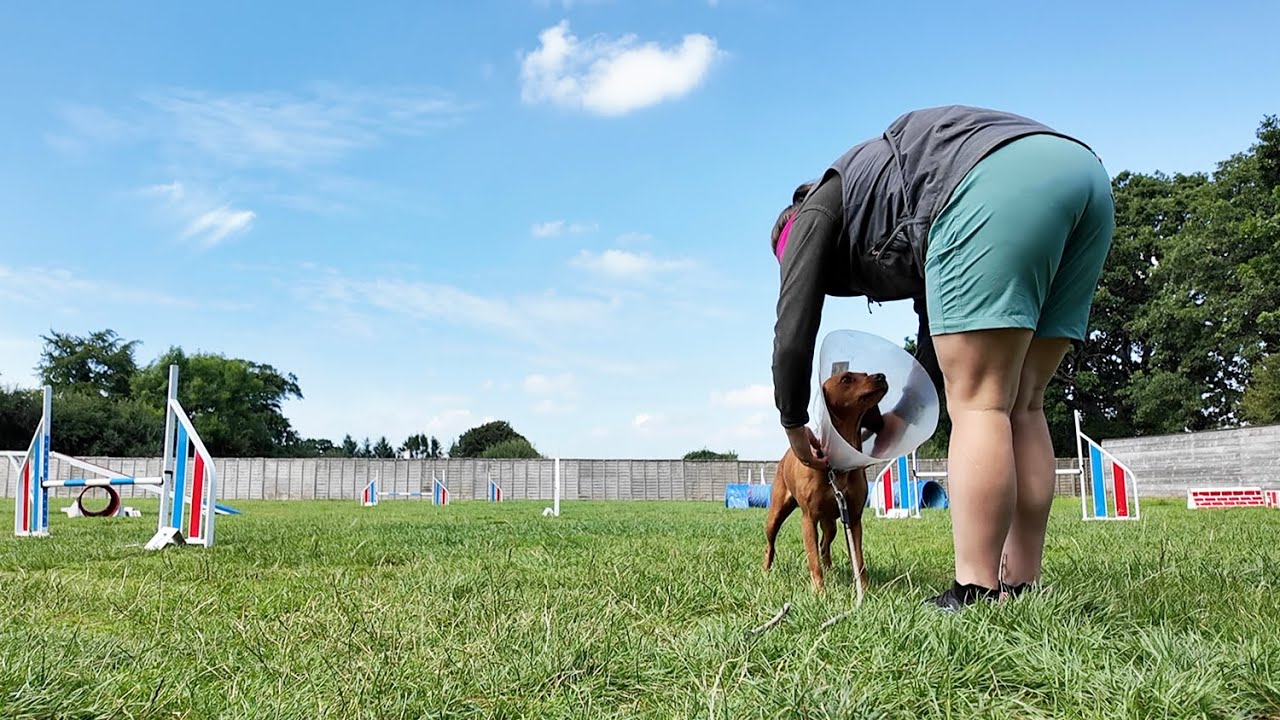 A Couple Weeks in Our Life: Dog Agility Training, Contact Workshops and Plenty of Vet Visits...