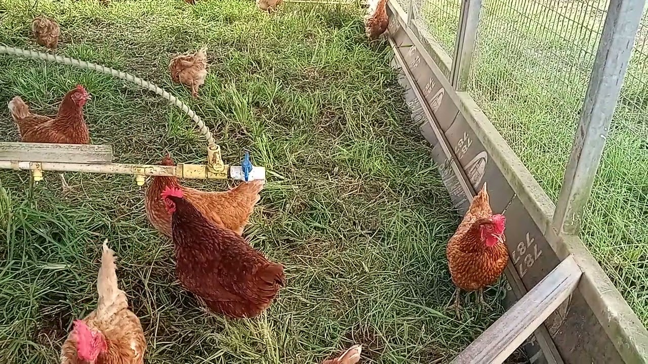 Gallinas ponedoras en finca pastoreo dorado puerto rico video completo