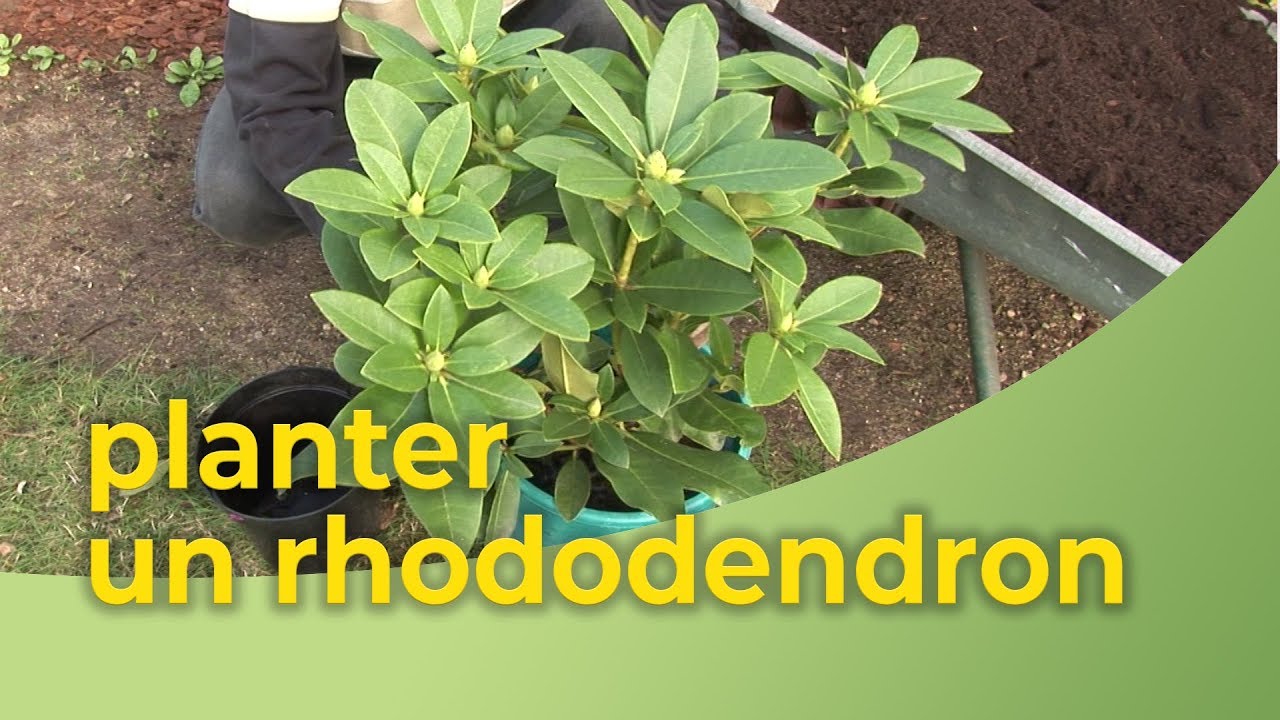 planter un rhododendron
