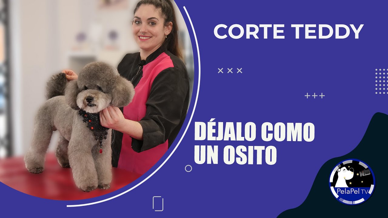 PELUQUERÍA CANINA, corte teddy caniche corte bonito, carita redonda para perritos con ANNA GUILLEN
