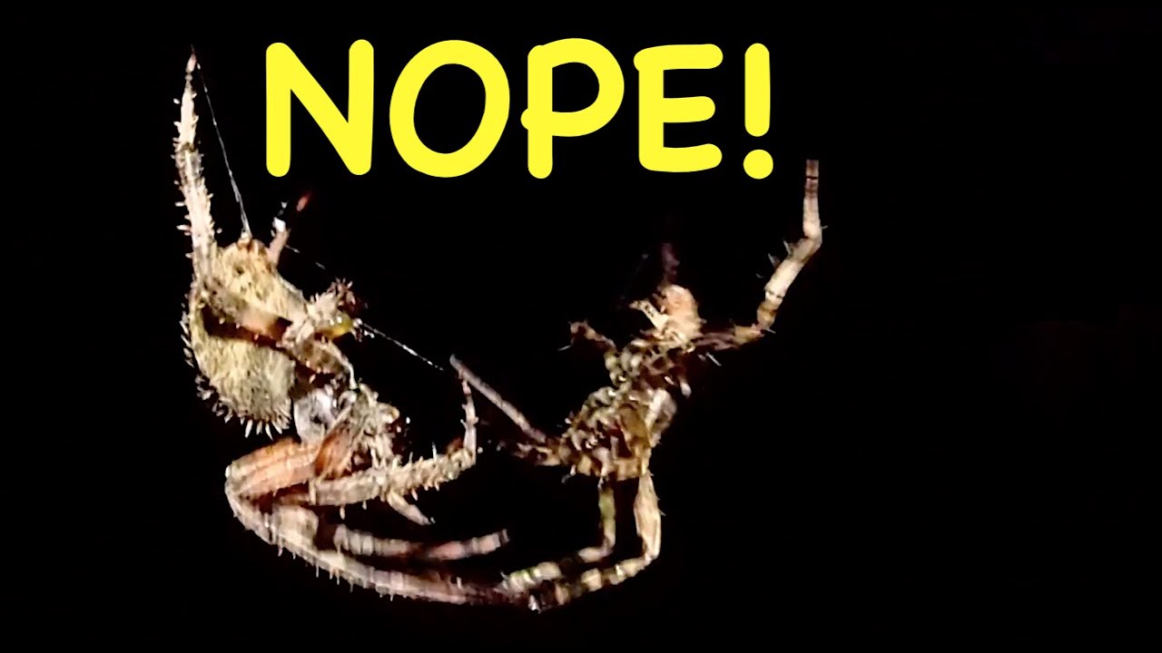 Spiders Having Sex...Will He Live?