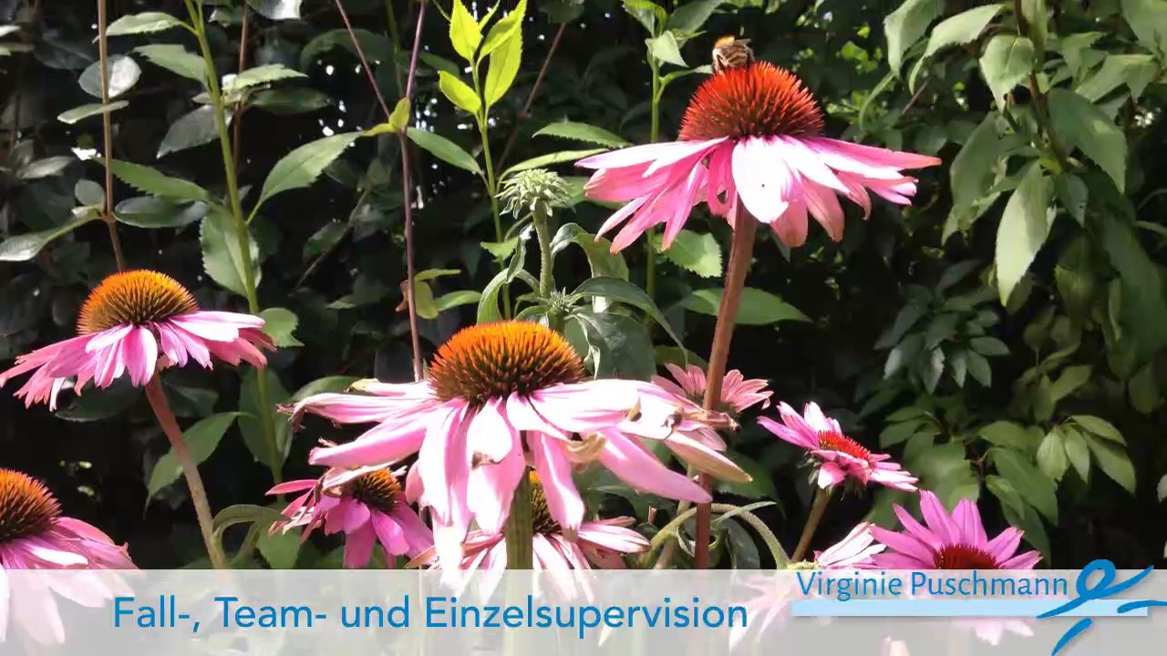 Virginie Puschmann Coaching - professionelles Coaching und kompetente Fortbildung